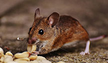 24 Hour & Emergency Exterminators in Montrose, VA